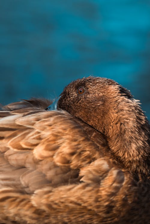 動物攝影, 垂直拍摄, 棕色的羽毛 的 免费素材图片