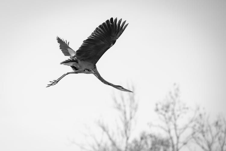 Close-up Of A Flying Heron 