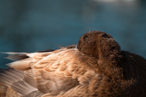 Základová fotografie zdarma na téma detail, fotografie divoké přírody, fotografování zvířat