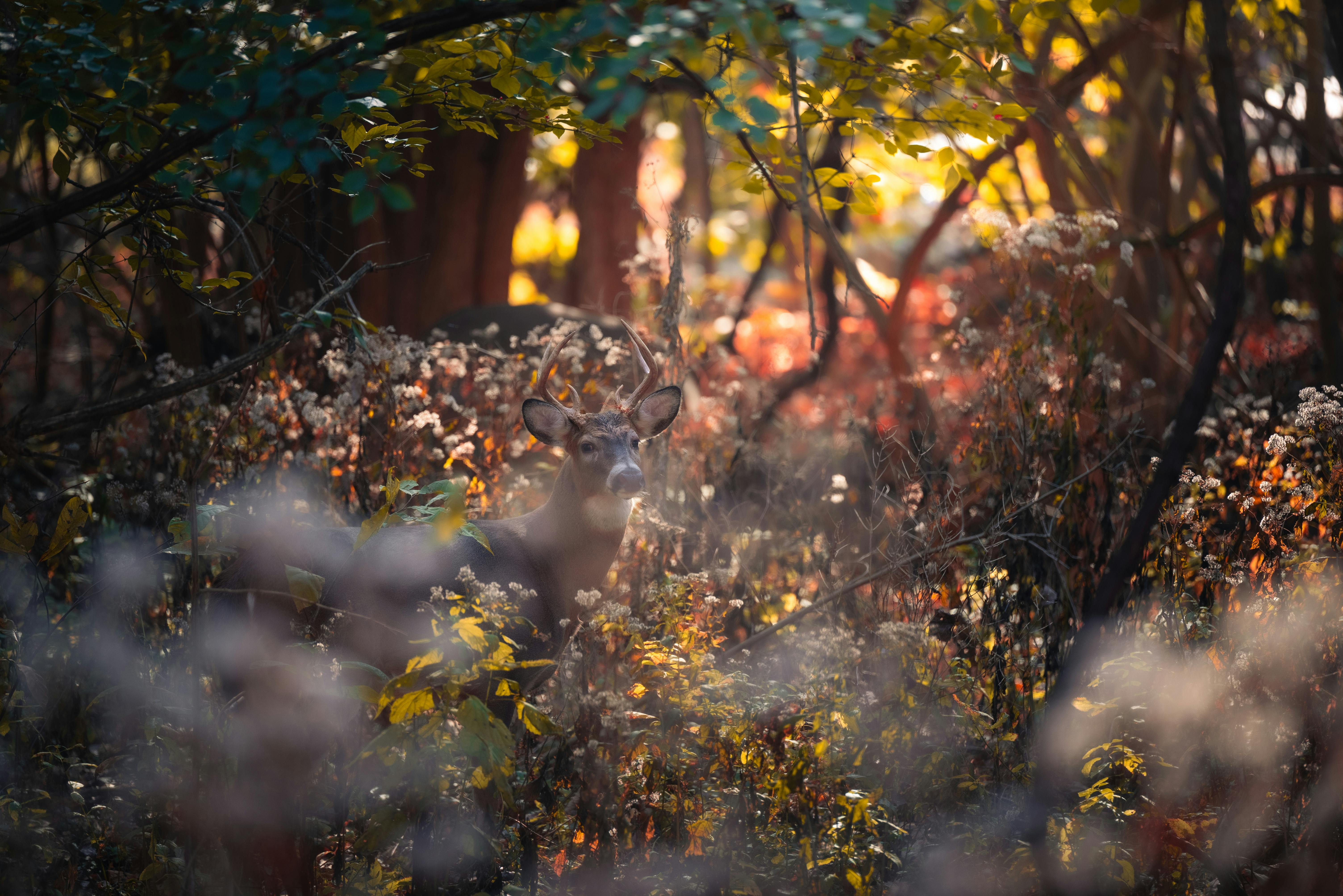 All-Canada Show promotes hunting, fishing and outdoor adventure — Photo by Chris F on Pexels