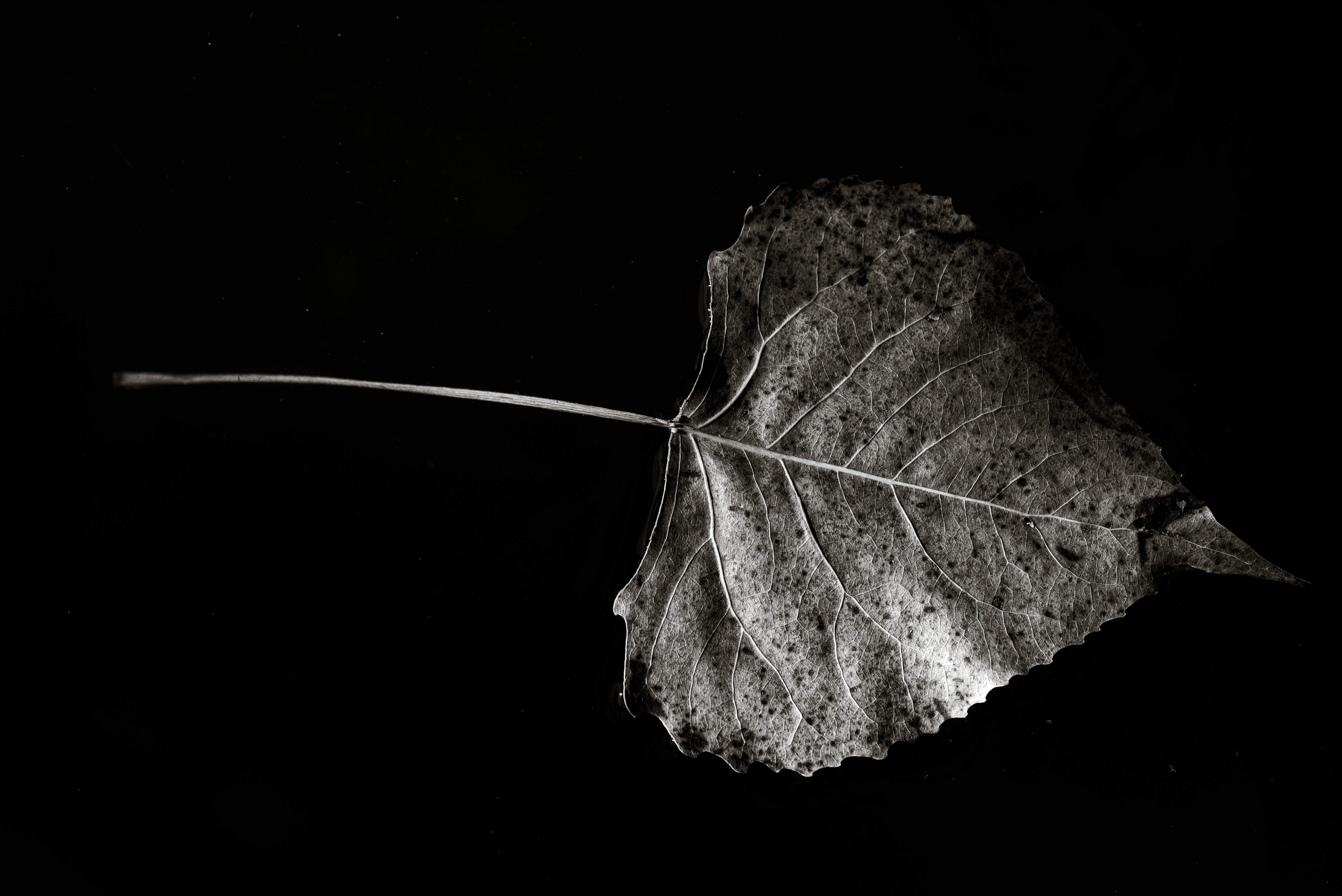a dry leaf on the black background
