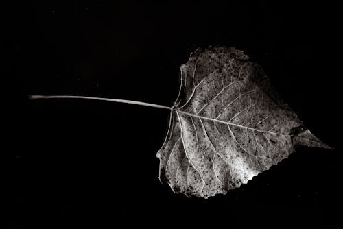 A Dry Leaf on the Black Background
