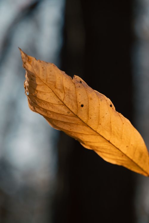 Free Close-up of a single golden leaf against blurred autumn background capturing nature's delicate detail. Stock Photo