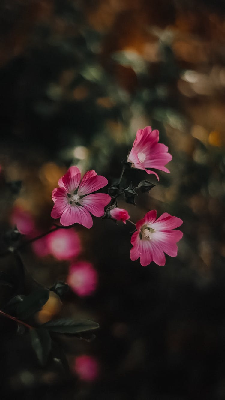 Pink Flowers In Nature