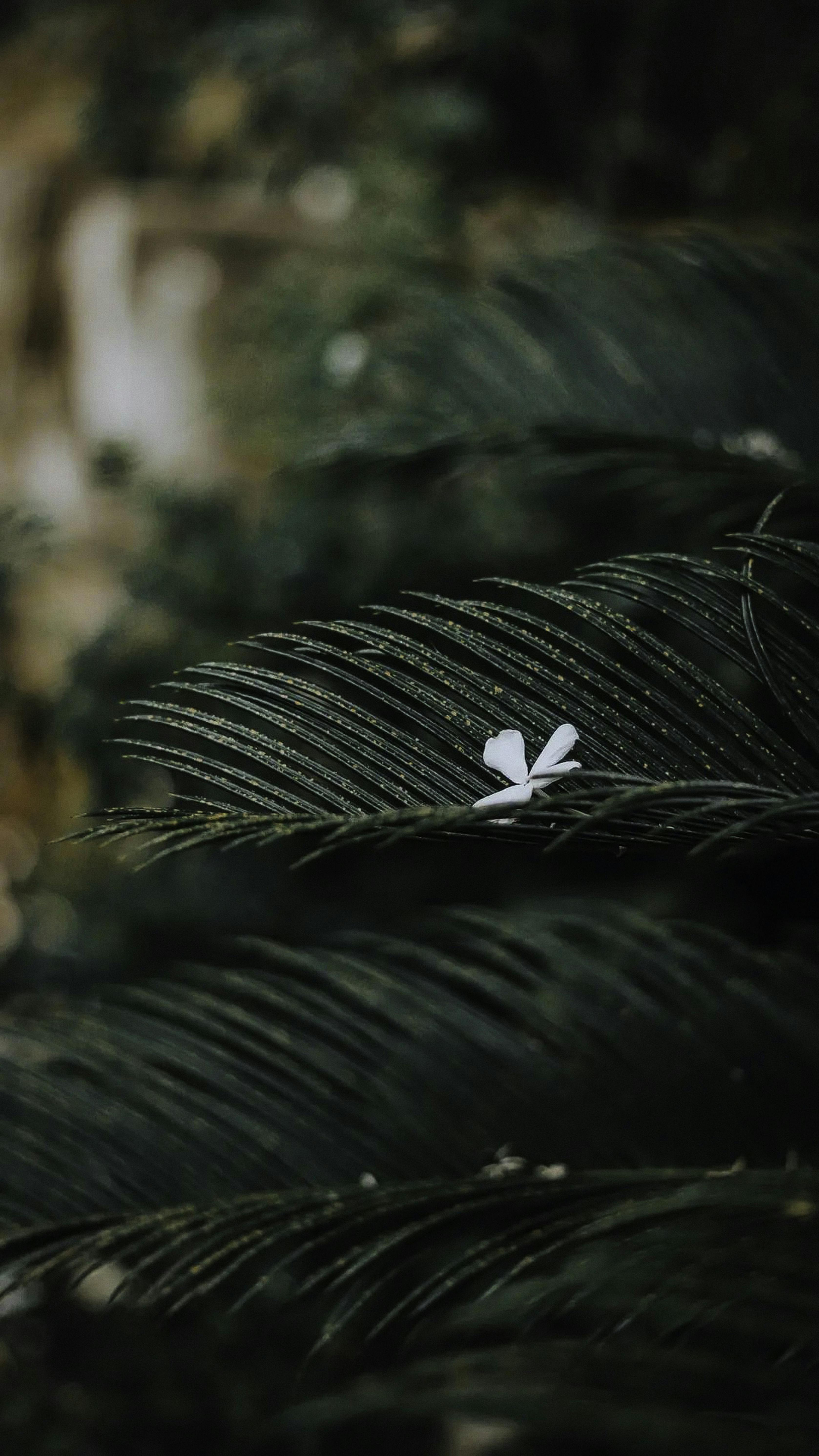 Lush green leaves with a single white flower, capturing nature's serene beauty in West Bilaspur.