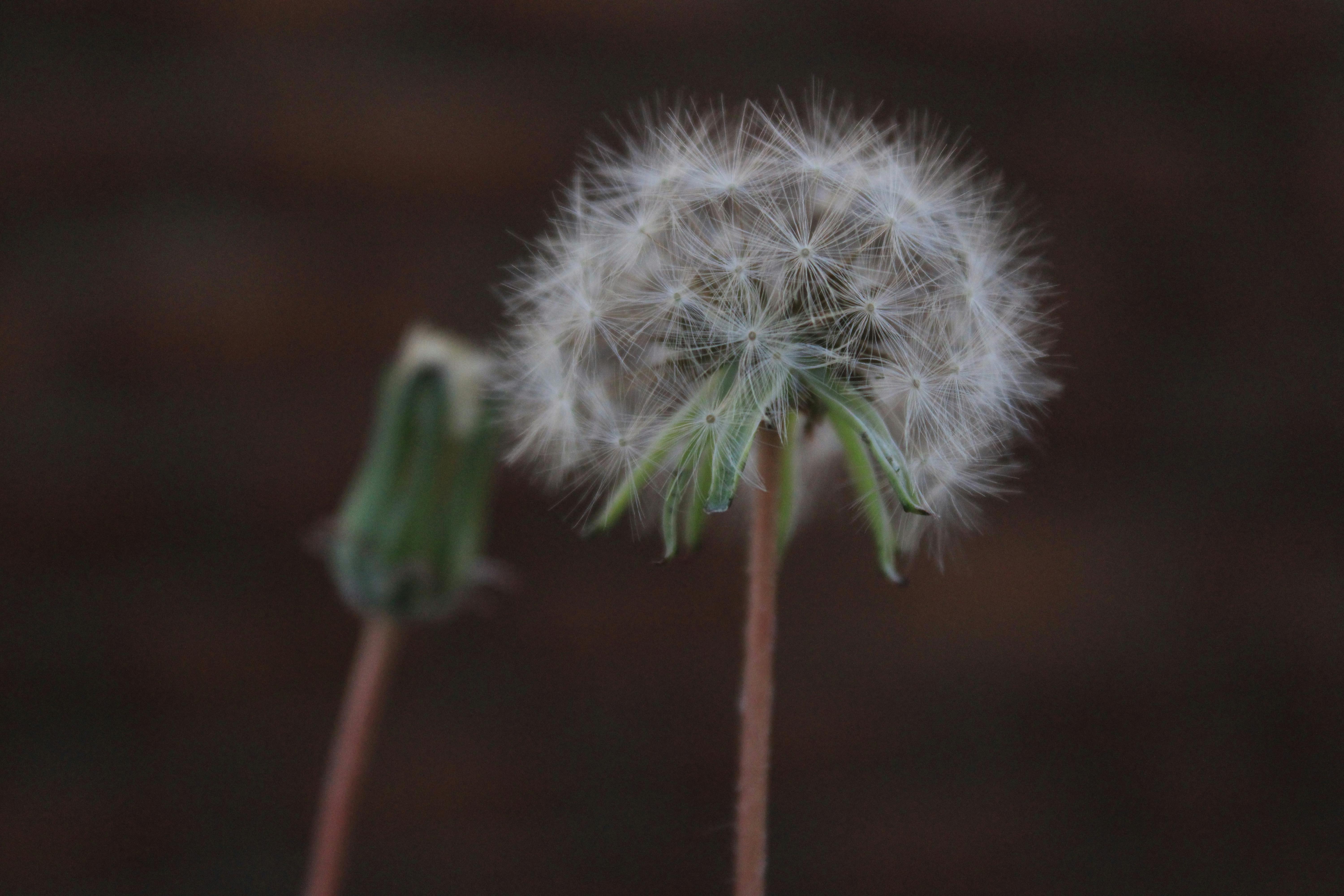 Closeup of a Fuzzy Dandelion · Free Stock Photo