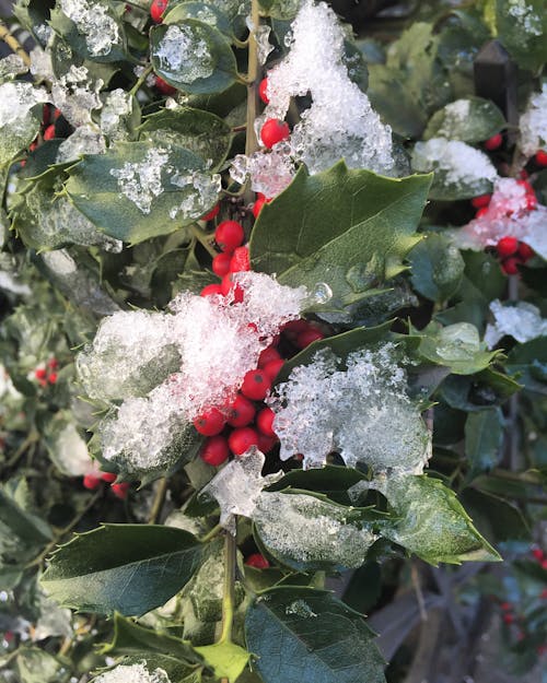 Holly Berries & Ice