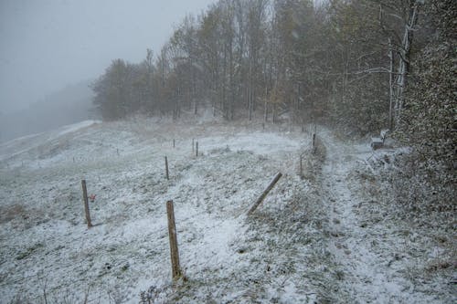 Бесплатное стоковое фото с деревья, забор, зима
