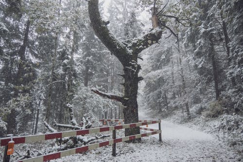 Foto d'estoc gratuïta de arbres, barana, baranes