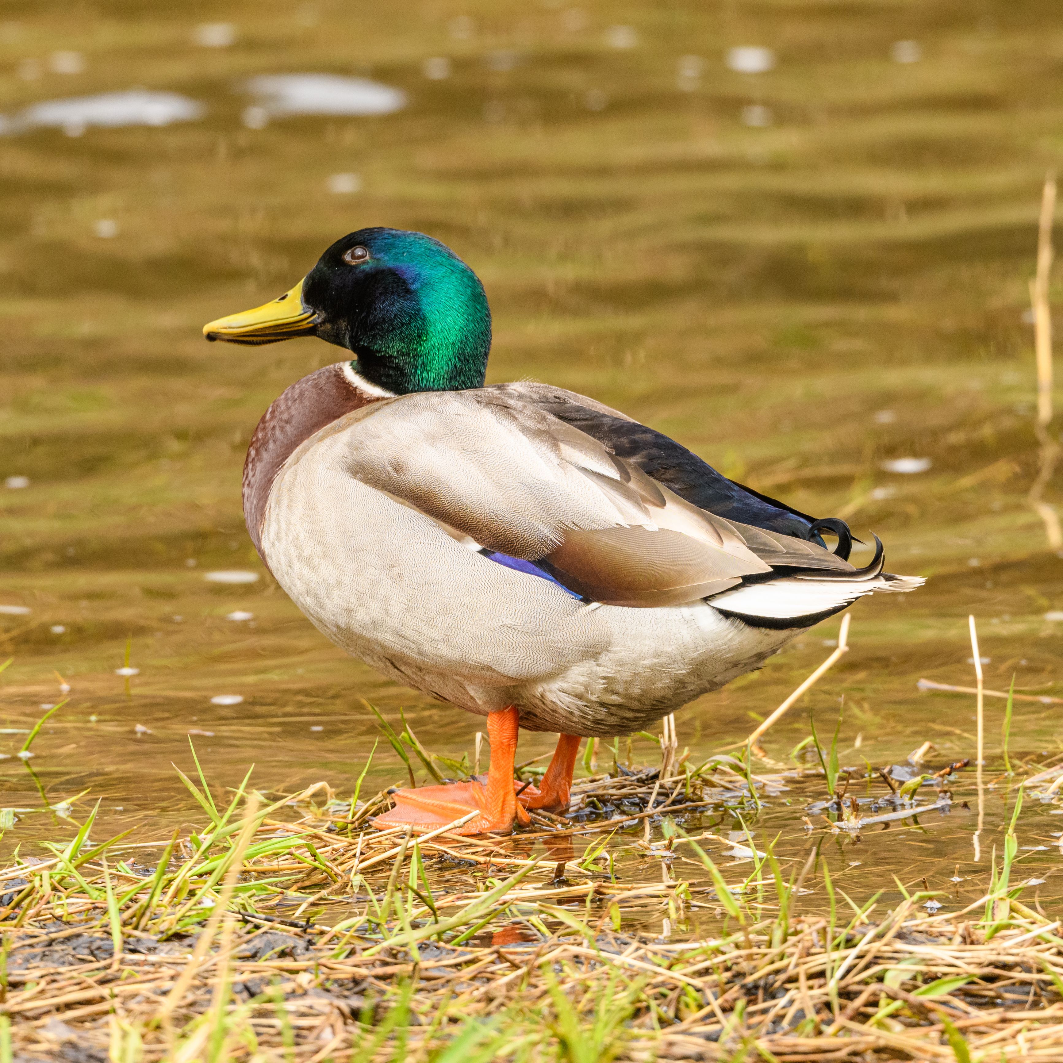 Close up of Duck · Free Stock Photo