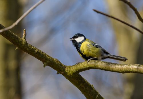 Free A detailed close-up of a great tit bird perched on a tree branch in a natural setting. Stock Photo