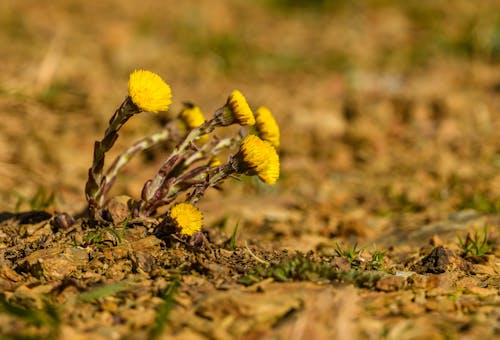 Immagine gratuita di avvicinamento, farfara, fiori