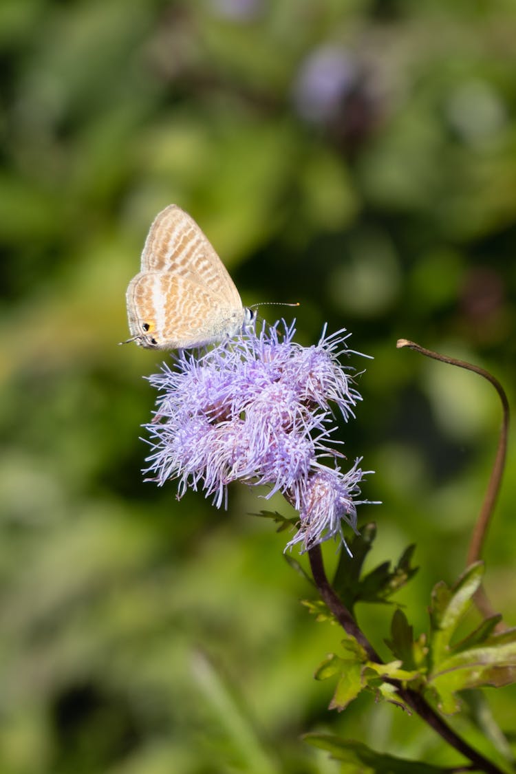 Butterfly On Purple Flower