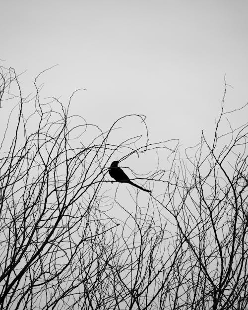 A Bird Perching on Leafless Twigs