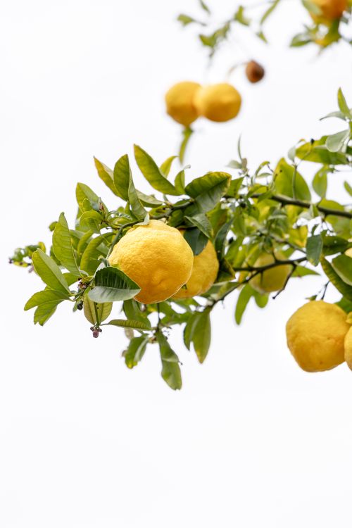 Free Lemons Stock Photo