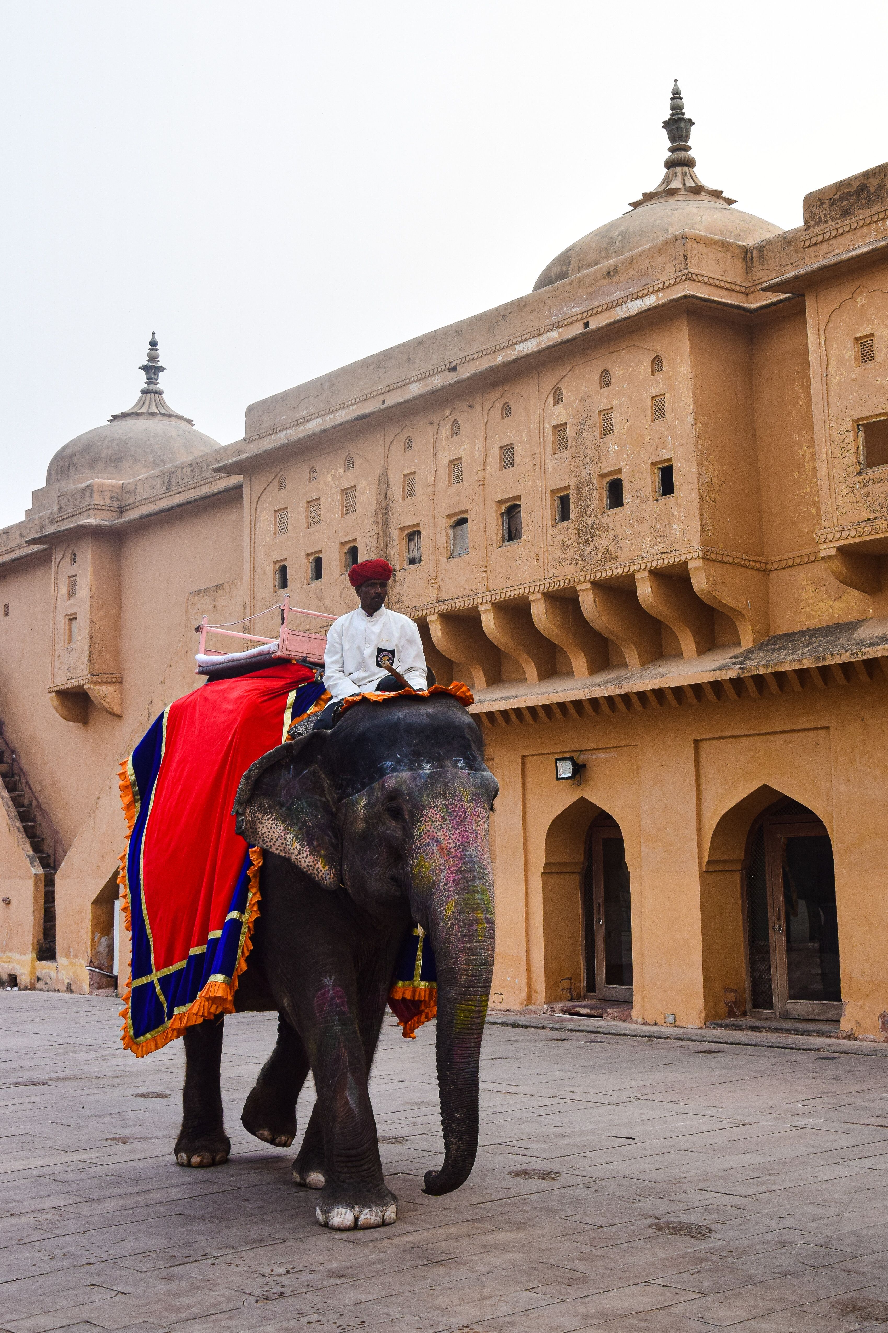Man Riding Elephant in City · Free Stock Photo