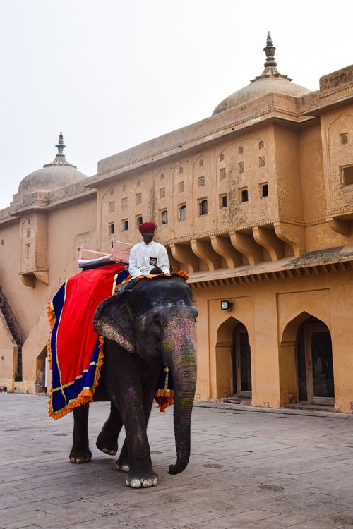 Guy Riding Elephant Man Riding Elephant in City · Free Stock Photo