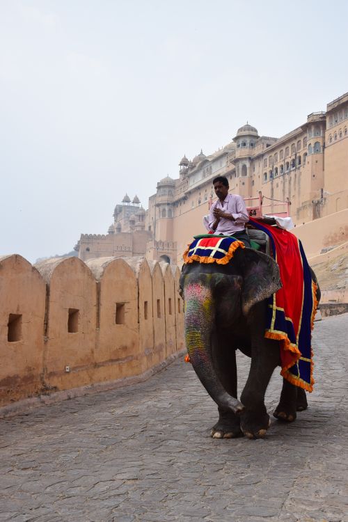 Free An Indian man riding a colorful elephant in front of the historic Amber Fort in Jaipur, India. Stock Photo