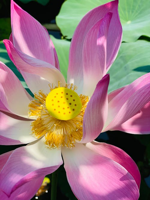 Nelumbo Nucifera Ou En Indonésie Est Mieux Connue Sous Le Nom De Fleur De Lotus Ou Fleur De Lotus. Cette Fleur Pousse Généralement Dans Des Récipients Remplis D'eau Et Se Trouve Souvent Dans