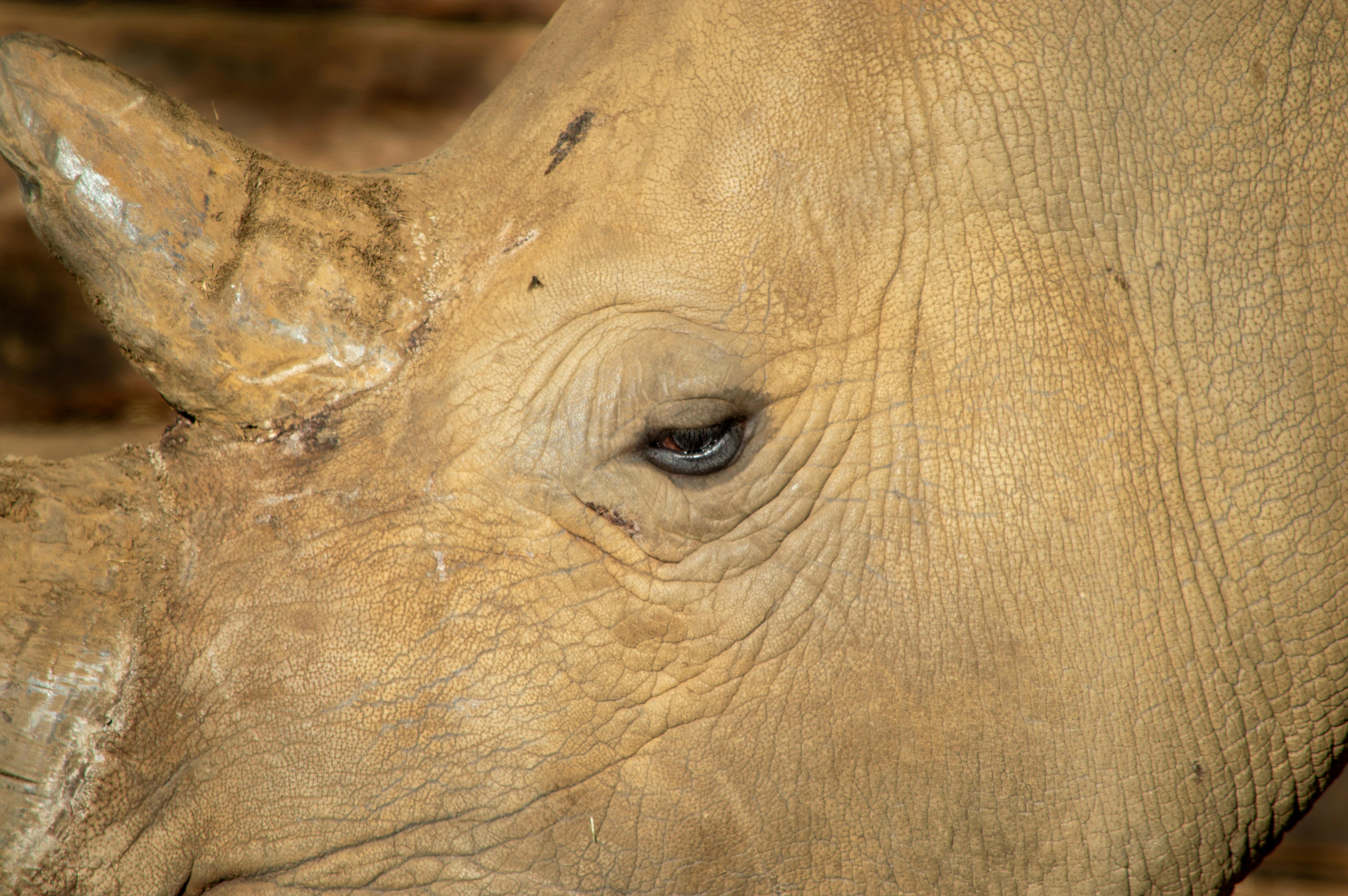 Gratuit Photos gratuites de anatomie animale, animal, animal de safari Photos