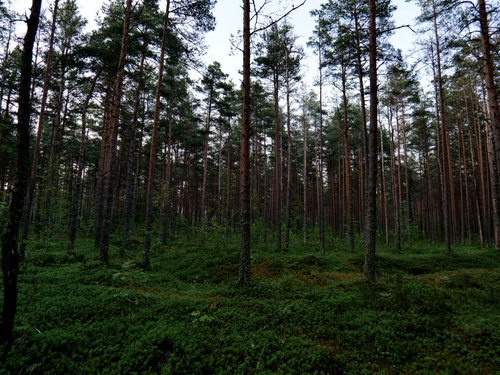 Free Explore the serene beauty of a lush evergreen forest with towering pine trees. Stock Photo