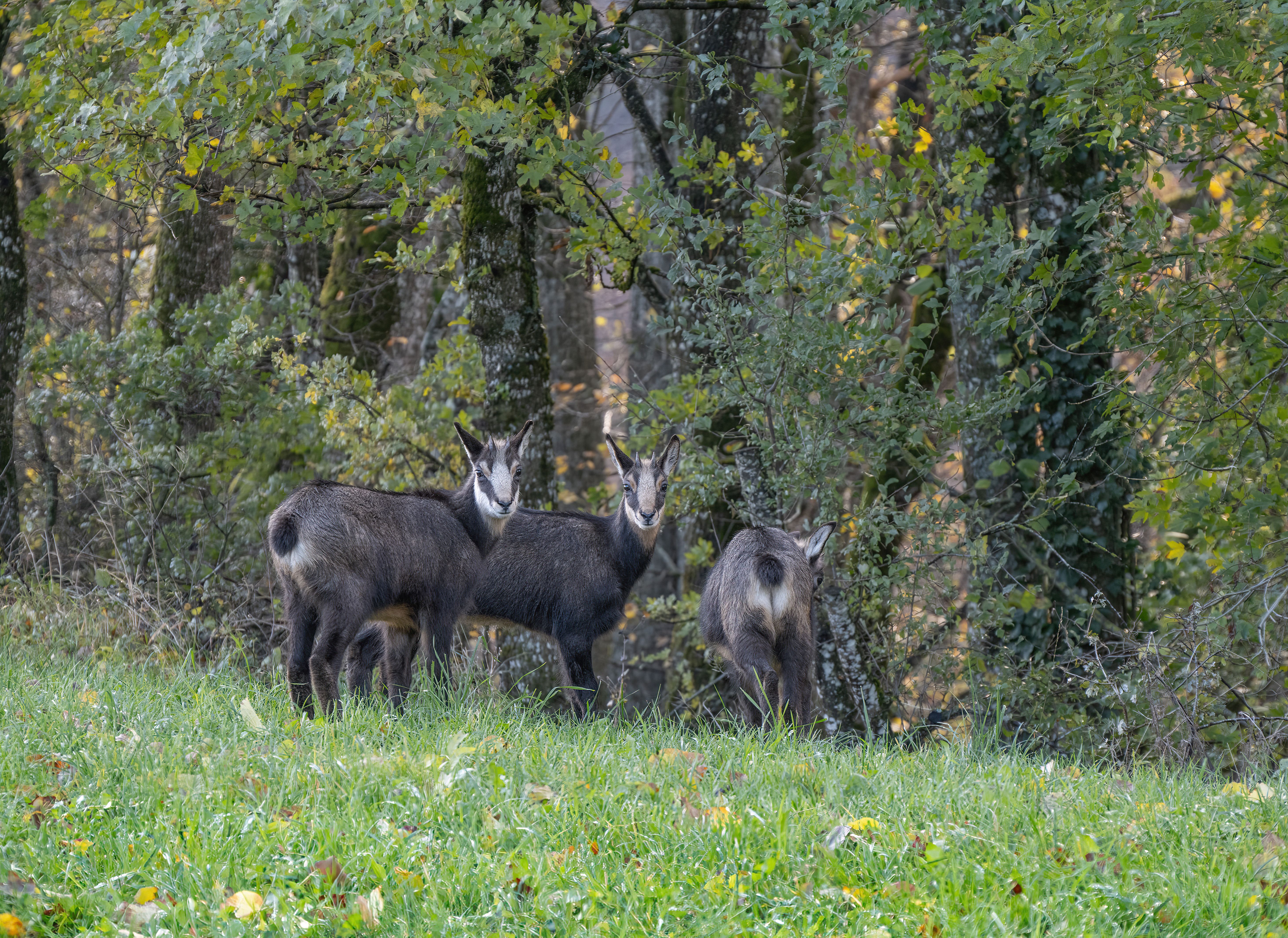 Three Goats against Trees · Free Stock Photo