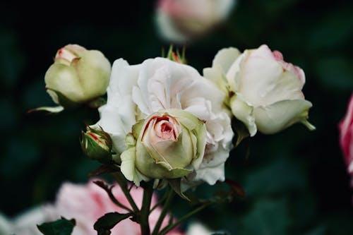 Foto profissional grátis de aumento, floração, flores