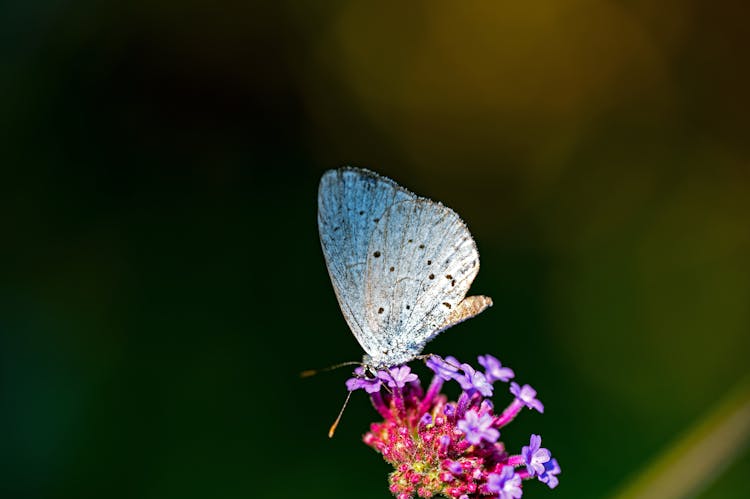 Holly Blue Butterfly On Flower