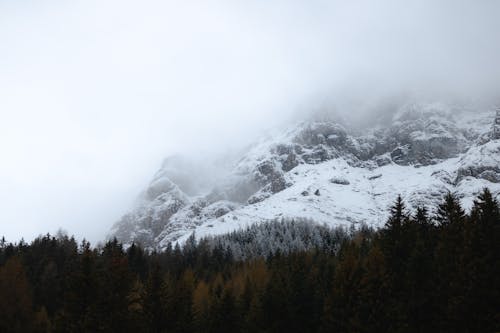 A snowy mountain covered in trees and fog