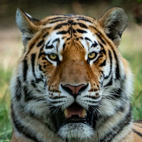 Free Intense gaze of a Bengal tiger in its natural habitat, showcasing strength and beauty. Stock Photo