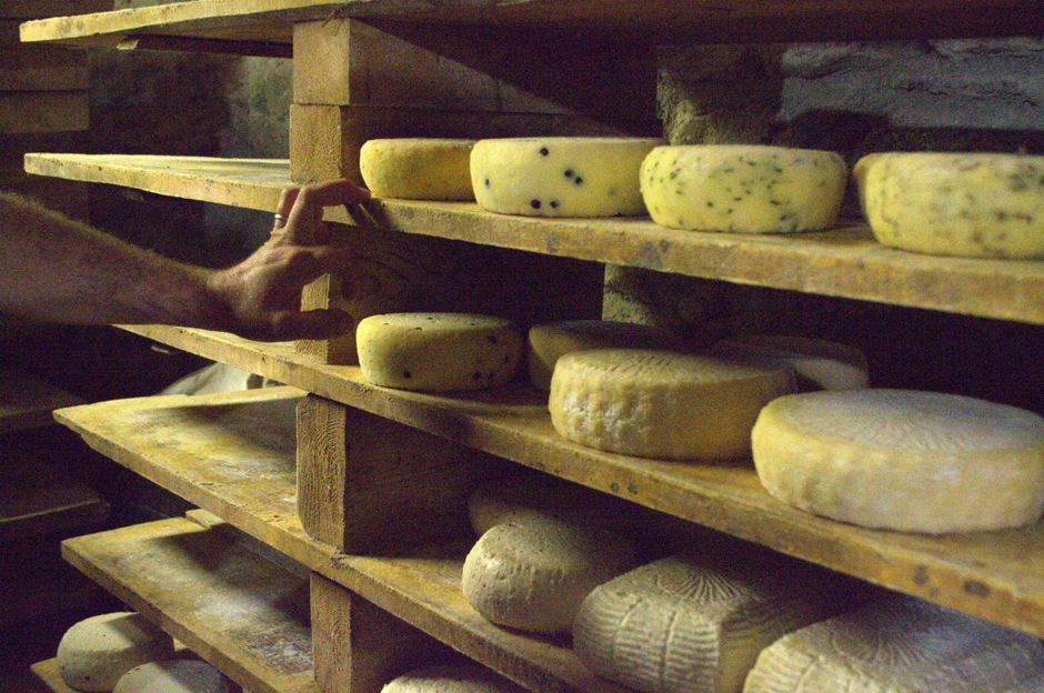 Ruedas de queso italiano en proceso de maduración en bodega tradicional