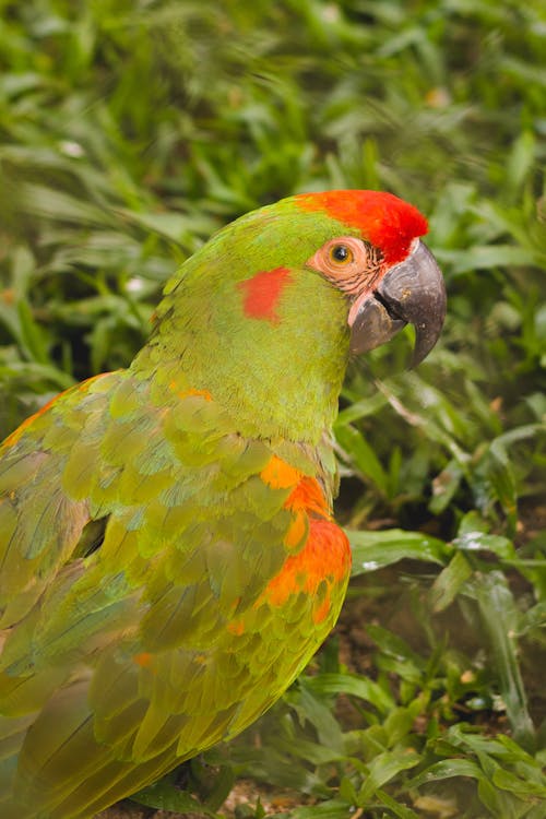 Close-up of Red-Fronted Macaw Parrot Standing on the Ground