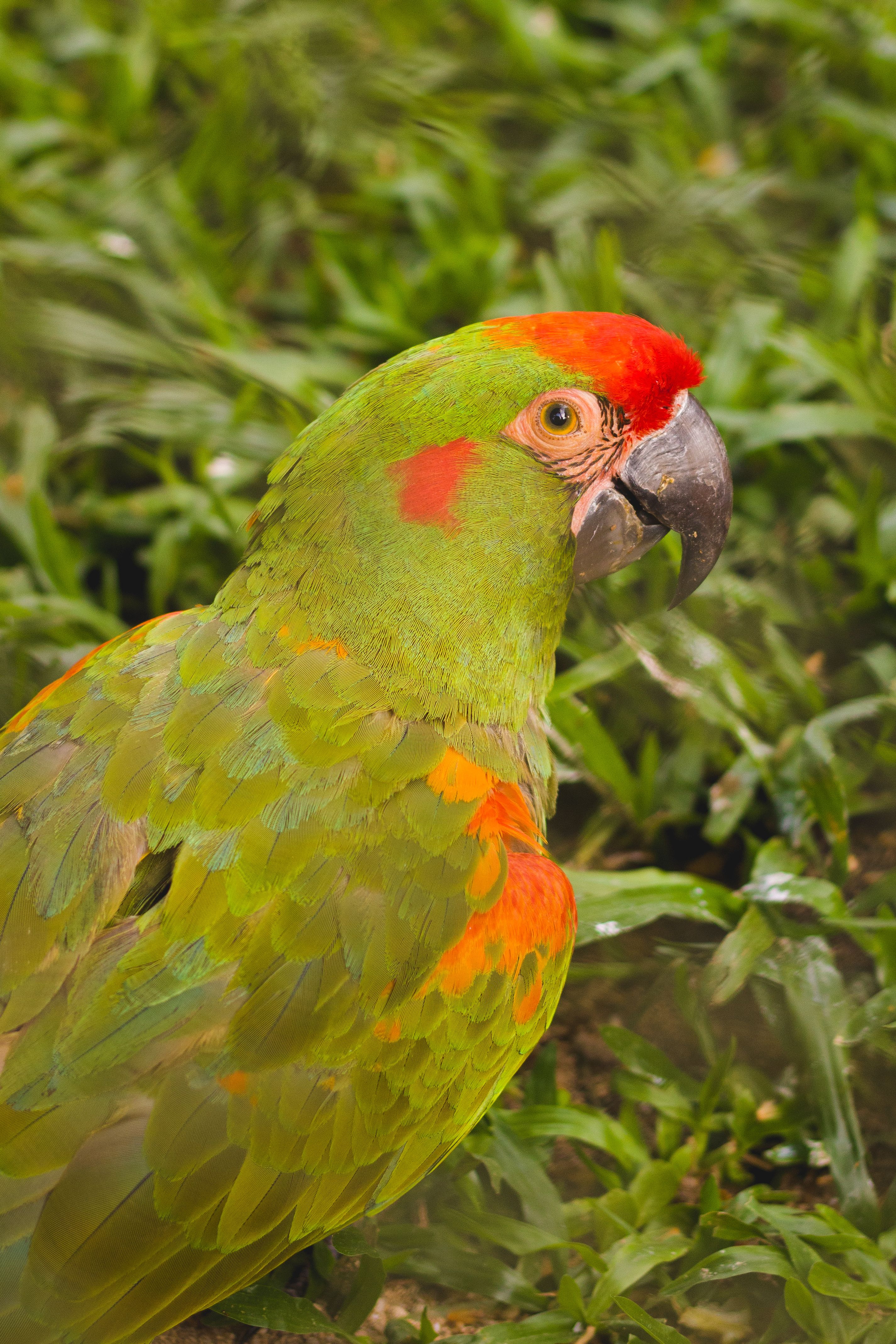 Close-up of Red-Fronted Macaw Parrot Standing on the Ground · Free ...