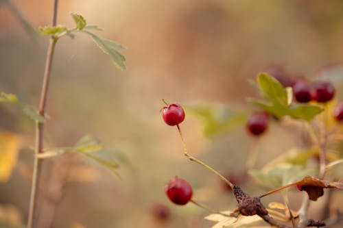 Základová fotografie zdarma na téma barvy podzimu, bobule, červená