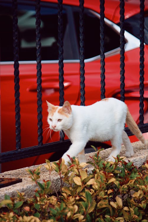 White Cat with Red Ears and a Tail Walking Along the Fence