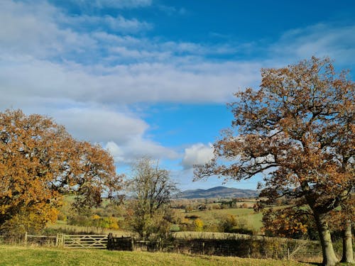 Free Trees in Countryside in Autumn Stock Photo