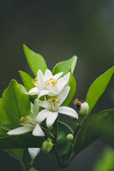 Flor de Laranjeira