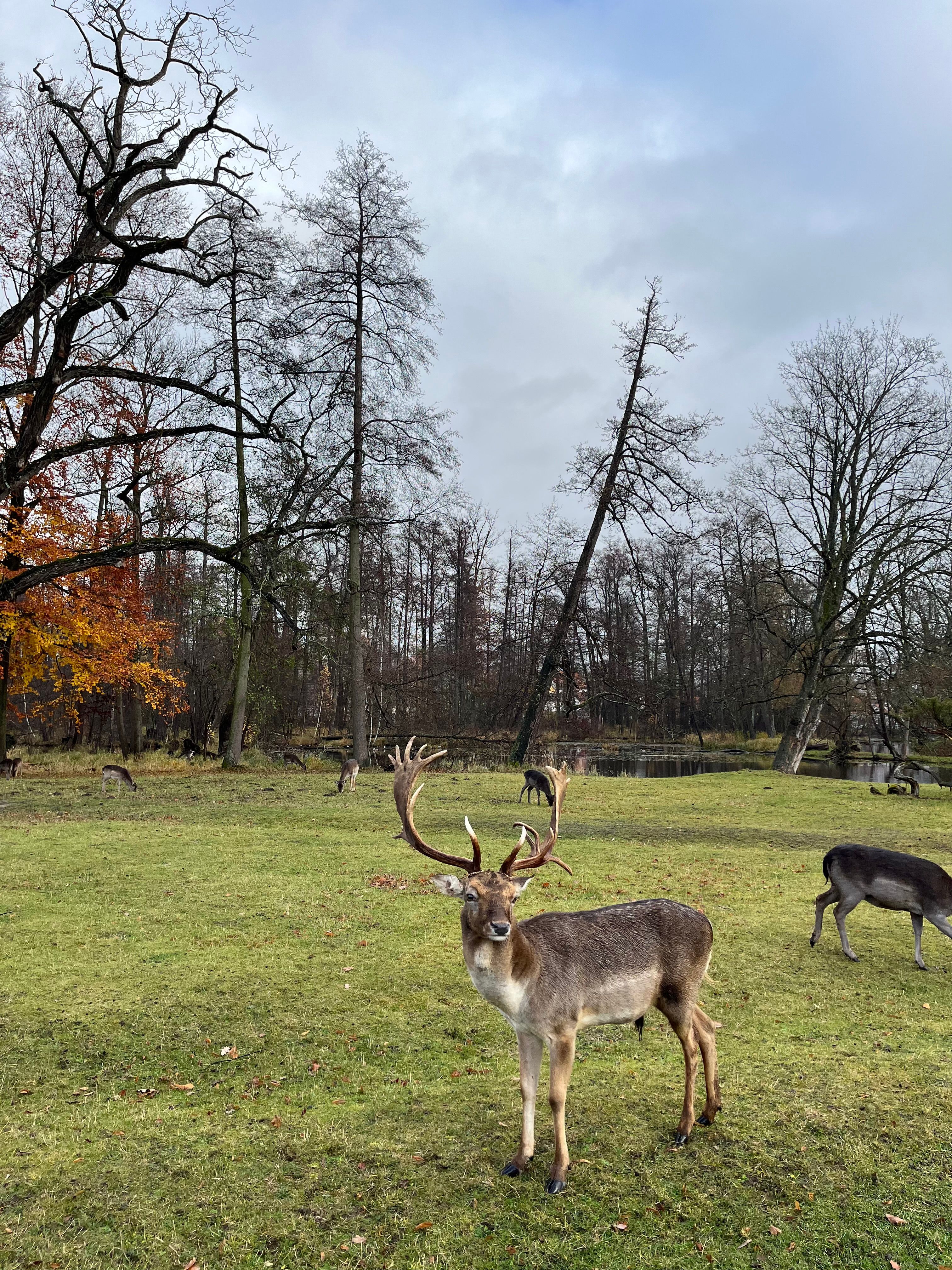 A serene scene of a deer with antlers in an autumn forest setting.