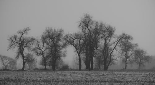 Základová fotografie zdarma na téma černobílý, holý, pláně