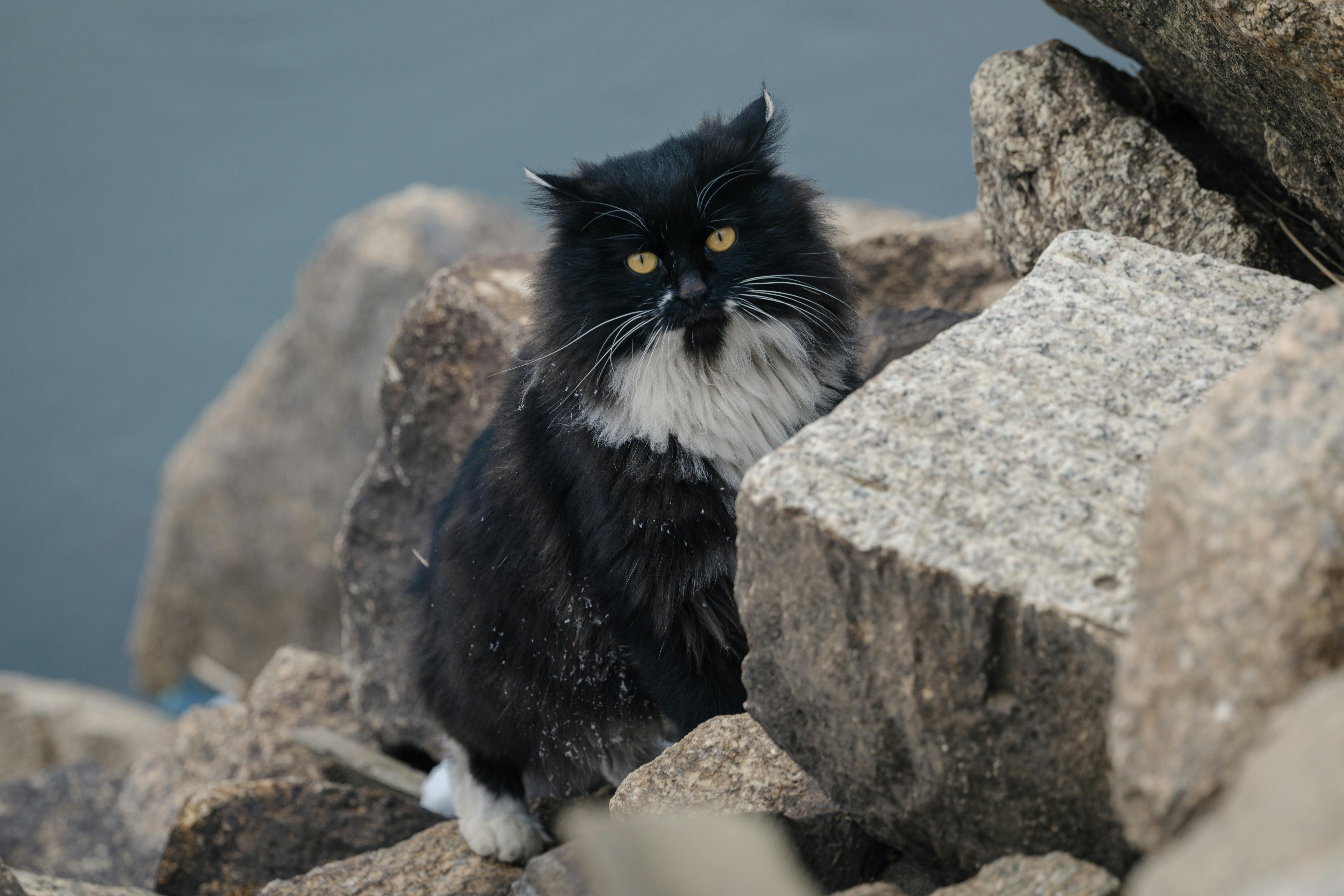 black cat among stone blocks