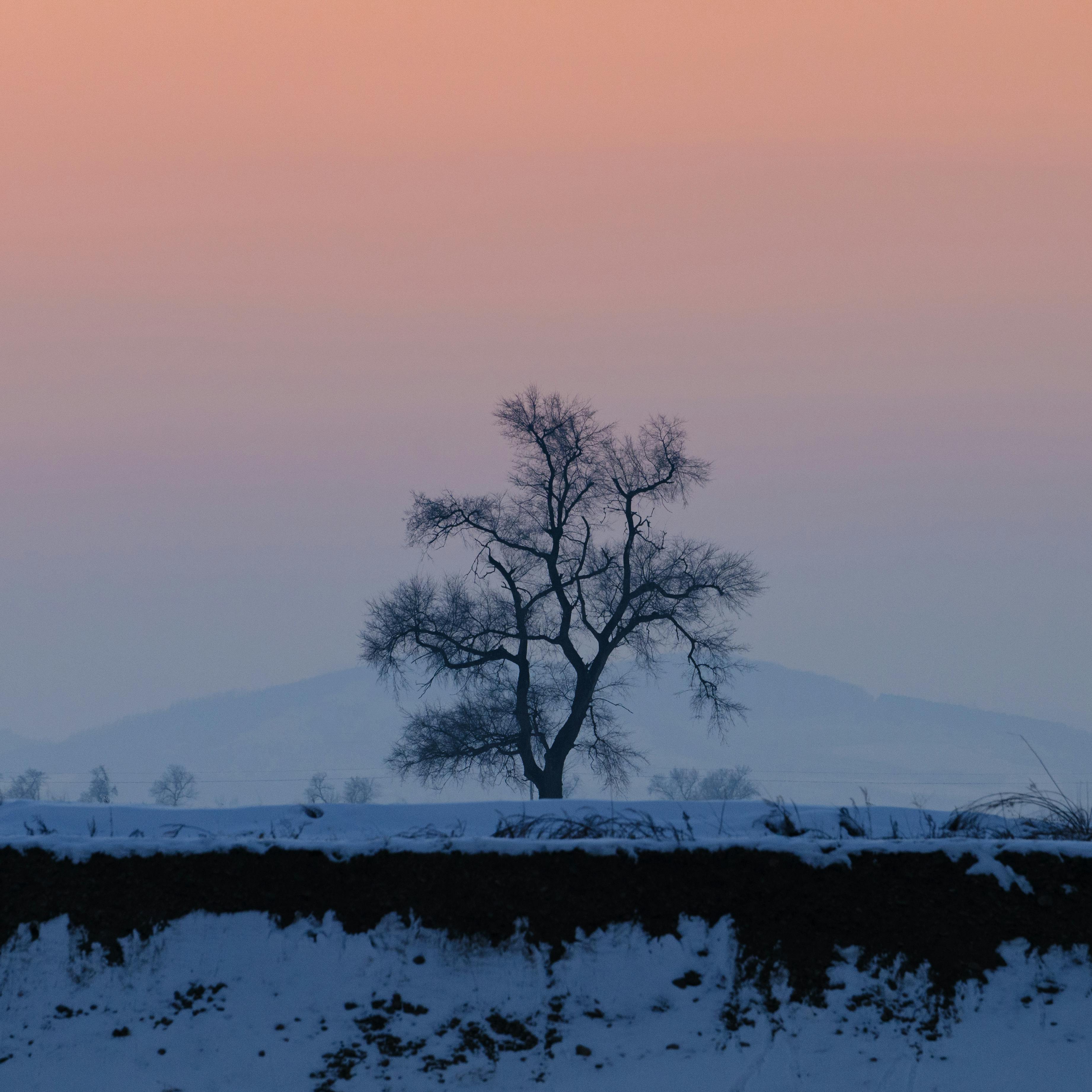 A lone tree stands majestically in a snowy field against a pink sunset sky, evoking winter tranquility.