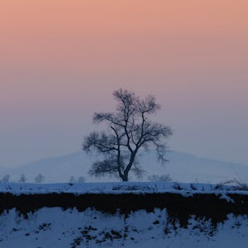 A lone tree stands majestically in a snowy field against a pink sunset sky, evoking winter tranquility.