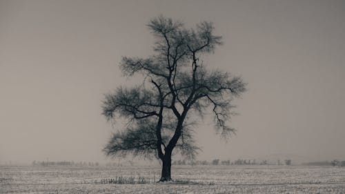 A Leafless Tree on a Meadow Covered with Snow 