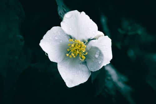 Free Close-up of a white anemone flower with dew drops, showcasing delicate petals and vivid yellow stamens. Stock Photo