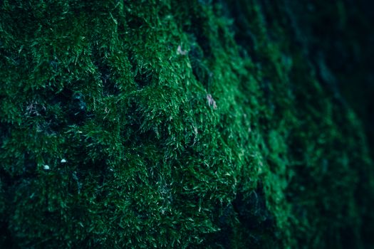 Closeup of lush, dark green moss texture on tree bark, creating a moody nature scene.