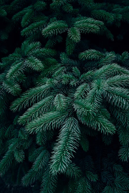 Evergreen Fir tree branches texture pattern