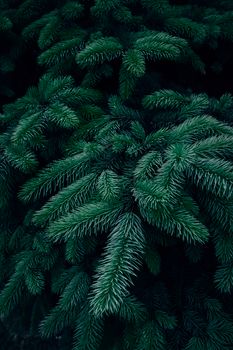 Vibrant green conifer tree branches create a natural, moody backdrop perfect for winter themes.