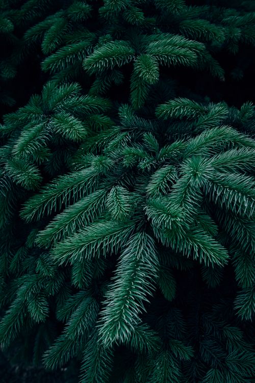 Fir Tree Textur Evergreen Fir tree branches texture pattern · Free Stock Photo