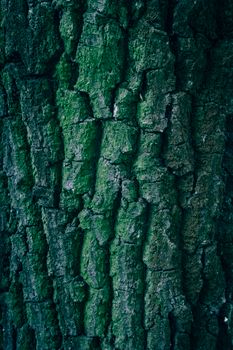 Detailed view of tree bark with green moss, showcasing natural texture and earthy tones.