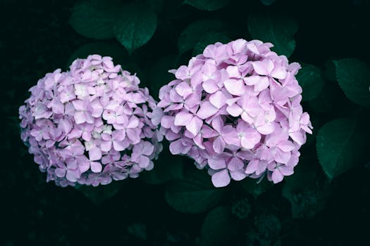 Beautiful pink hydrangeas in full bloom, perfect for a vibrant floral background.